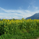 29082012sonnenblumenat05007aktivnews_12.jpg