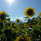 29082012sonnenblumenat05007aktivnews_09.jpg