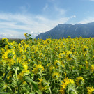 29082012sonnenblumenat05007aktivnews_05.jpg