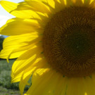 29082012sonnenblumenat05007aktivnews_03.jpg