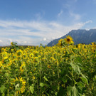 29082012sonnenblumenat05007aktivnews_02.jpg