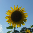 29082012sonnenblumenat05007aktivnews_08.jpg