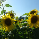 29082012sonnenblumenat05007aktivnews_07.jpg