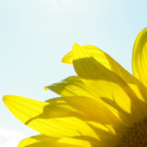 29082012sonnenblumenat05007aktivnews_01.jpg