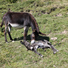 Mehr Bilder vom neu geborenen Eselfohlen Winnie auf der Alpe Hohe Kugel