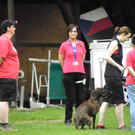 Hundeturnier in Bregenz 