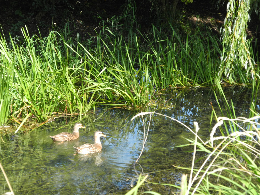 DSCN8775_JPG-1346416933