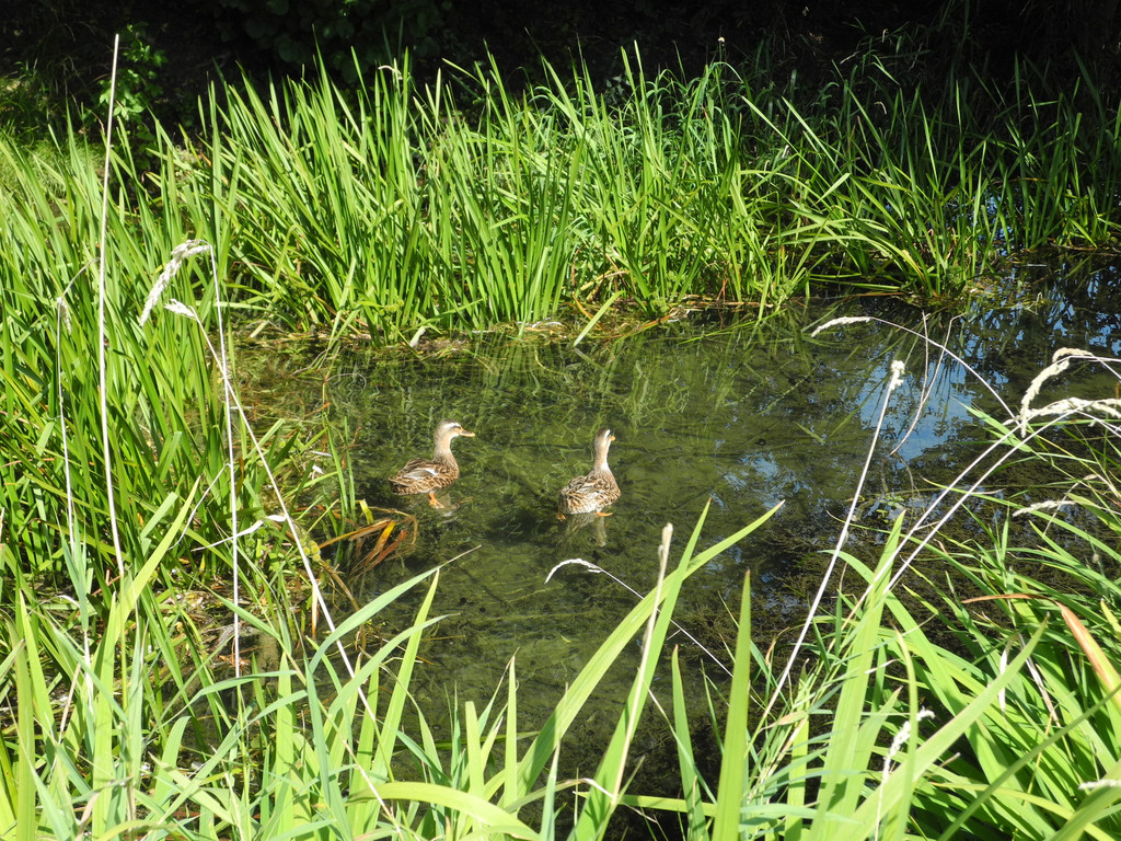 DSCN8773_JPG-1346416961