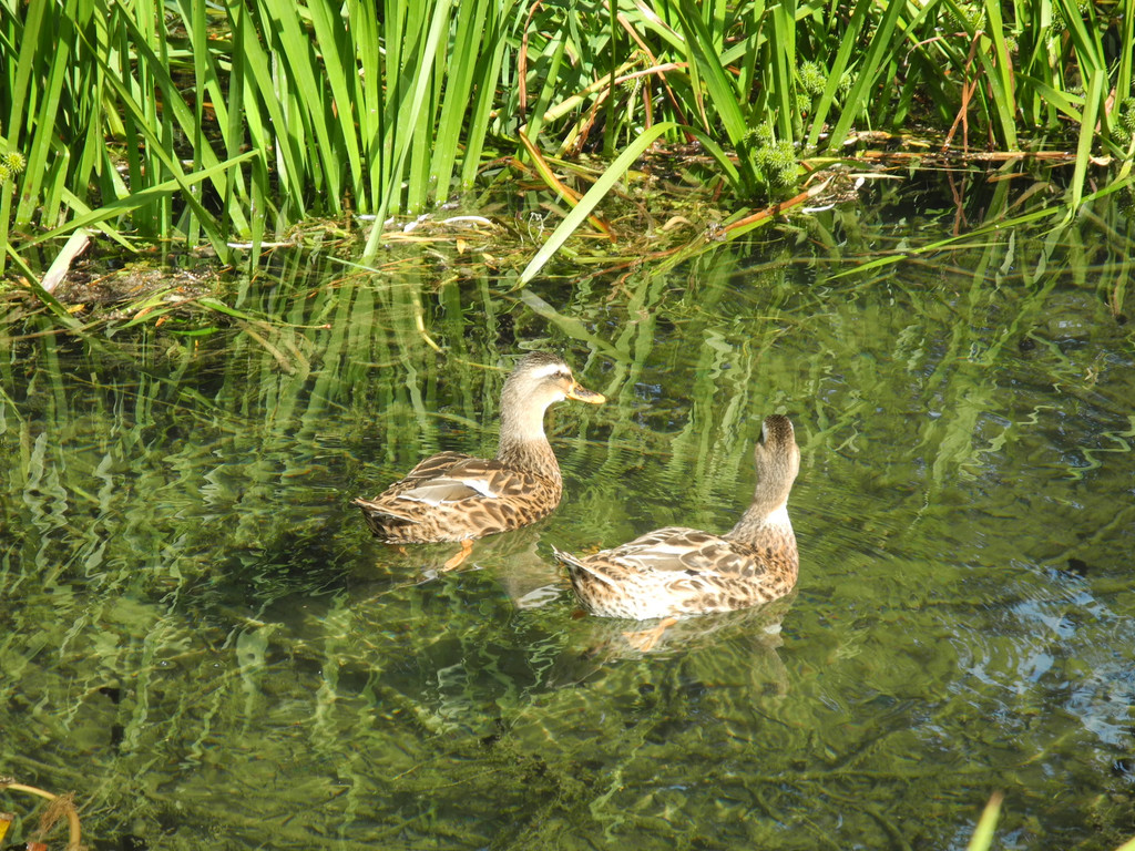 DSCN8774_JPG-1346416992