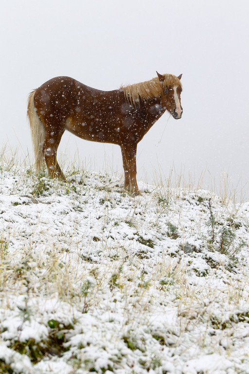 Wetterfeature Schnee24.jpg