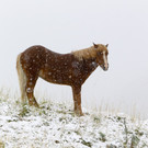 Wetterfeature Schnee24.jpg