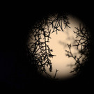 IBD0015-20120901.jpg