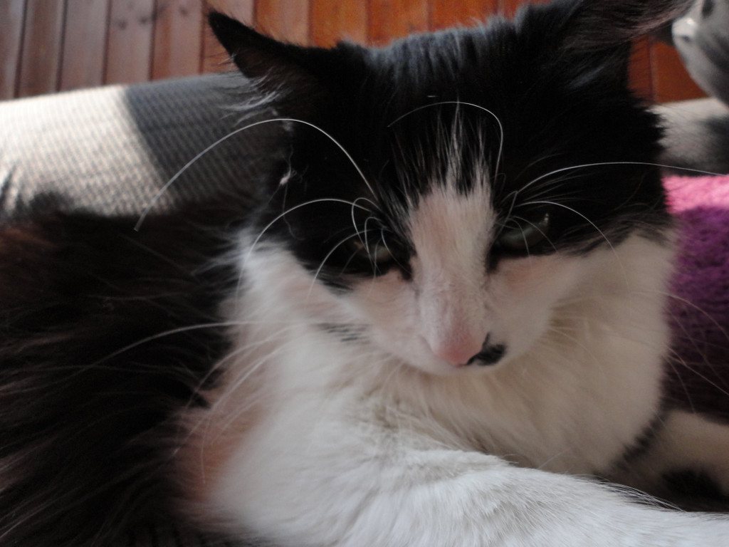 DSC00079_JPG-1346520384