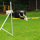 Tierschutz H__chst 31-08-2012 10_jpg-1346676424