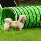 Tierschutz H__chst 31-08-2012 22_jpg-1346676477