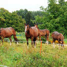 Tierschutz H__chst 31-08-2012 53_jpg-1346678077
