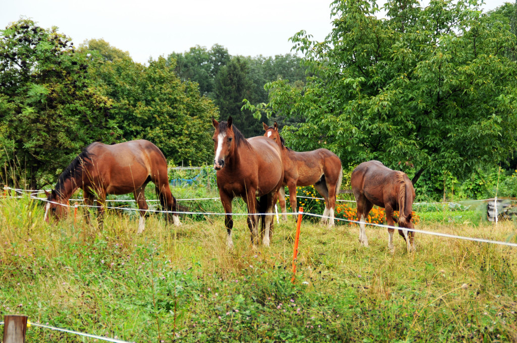 Tierschutz H__chst 31-08-2012 53_jpg-1346678077