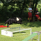 Weitsprung_Chester_JPG-1346679954