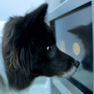 "Clever Dog Lab" an der Vetmeduni Wien eröffnet 