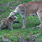 ZooSBG_Puma_Winnie_Nachwuchs.jpg