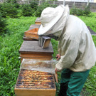 Bienenzucht 