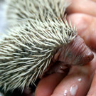 Tierbabys:: Aufzucht kleiner Igel und Katzen