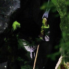 normal_02092012zauberwaldde01001aktivnews_075.jpg