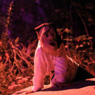 normal_02092012zauberwaldde01001aktivnews_186.jpg