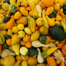 Herbstzeit ist Kürbiszeit