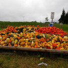 normal_03092012kuerbisseat05007aktivnews_02.jpg