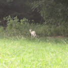 Albino Rehkitztrio in Möggers