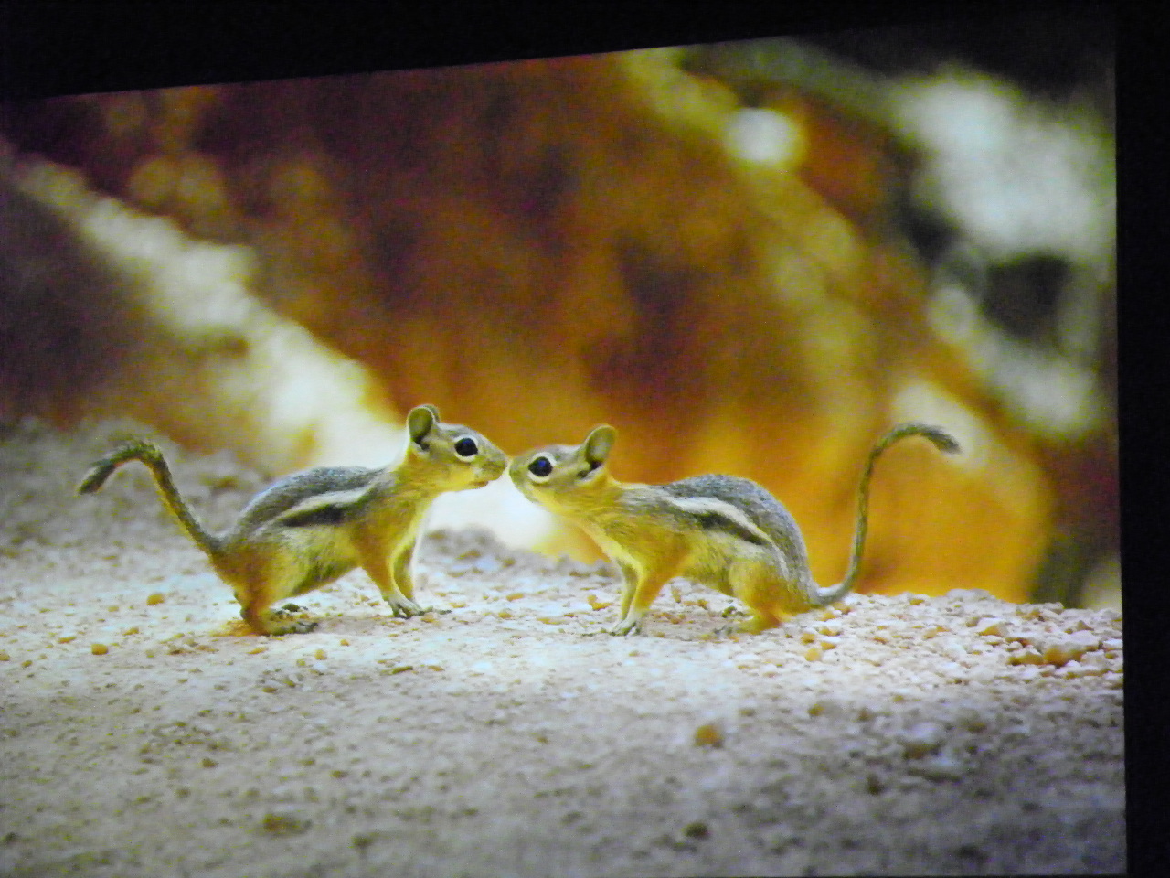 116_0358_JPG-1346880825