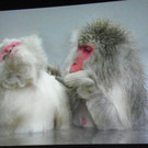 116_0357_JPG-1346880819