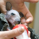 ABD0045-20120906.jpg