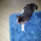 katze1_JPG-1346950670
