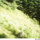 Vor den Toren Vorarlbergs: Wolfsnachwuchs in der Schweiz