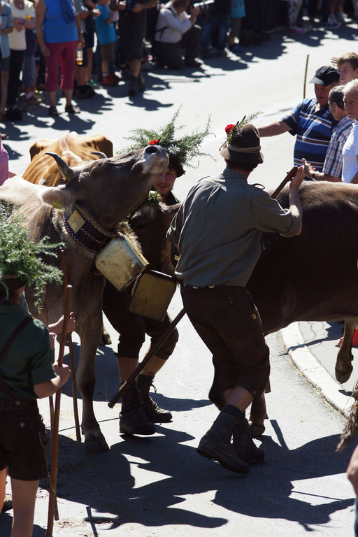 Alpabtrieb Schwarzenberg 12.jpg