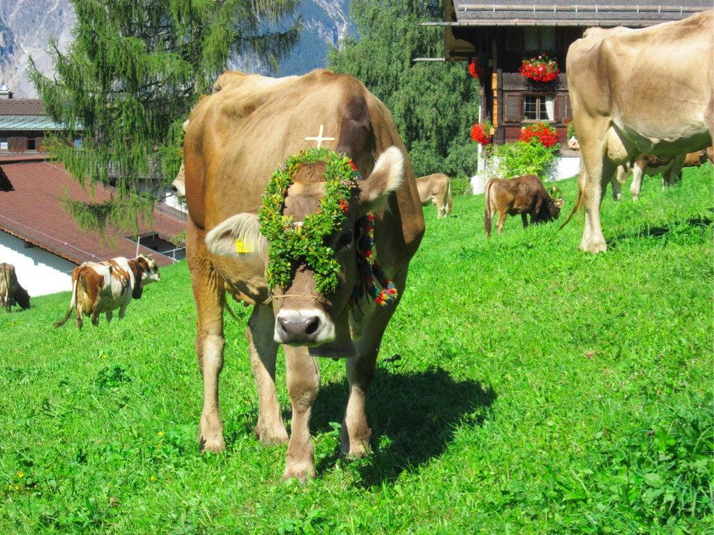 BK_Alpabtrieb_Bartholomaeberg 19_jpg-1347183269