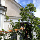 Baumerhalt bei Hatler Kirche