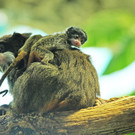 ZooSBG_Kaiserschnurrbarttamarin_Nachwuchs112.jpg