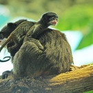 ZooSBG_Kaiserschnurrbarttamarin_Nachwuchs212.jpg