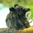 ZooSBG_Kaiserschnurrbarttamarin_Nachwuchs312.jpg