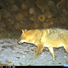 20120908_Goldschakal_2KORA.jpg