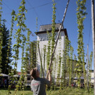 Trumer Hopfenerntefest 2012_Bild3.jpg