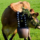 av_jpg-1347456515