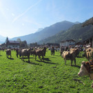 dl_jpg-1347456631