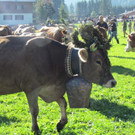 dn_jpg-1347456635