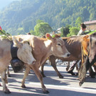 dp_jpg-1347456638