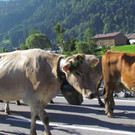 dq_jpg-1347456640