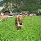 ek_jpg-1347456667